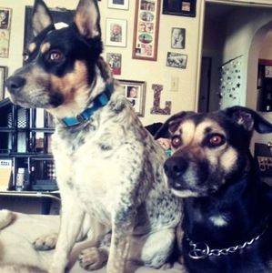 Meet your Posher, Shari